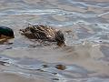 Ducks eating